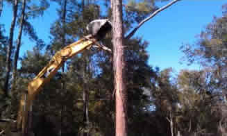 treeremoval